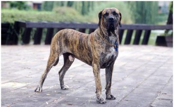 Fila Brasileiro Fila Brasileiro