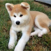 Hokkaido Dog - Pictures, Rescue, Puppies, Breeders, Temperament ...