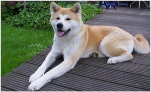 Hokkaido Dog