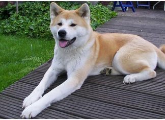Hokkaido Dog