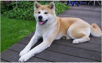 Hokkaido Dog