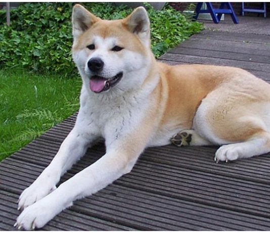 Hokkaido Dog