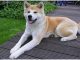 Hokkaido Dog