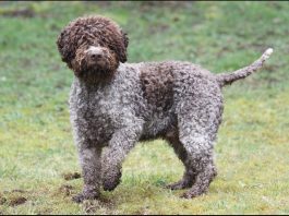 Lagotto Romagnolo