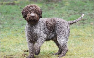 Lagotto Romagnolo