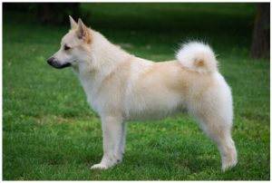Norwegian Buhund