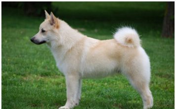Norwegian Buhund