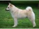 Norwegian Buhund Norwegian Buhund