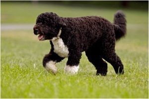 Portuguese Water Dog