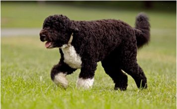 Portuguese Water Dog Portuguese Water Dog