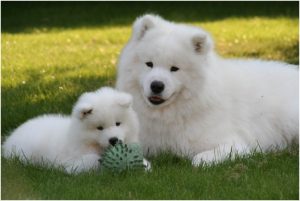 Samoyed