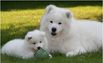 Samoyed