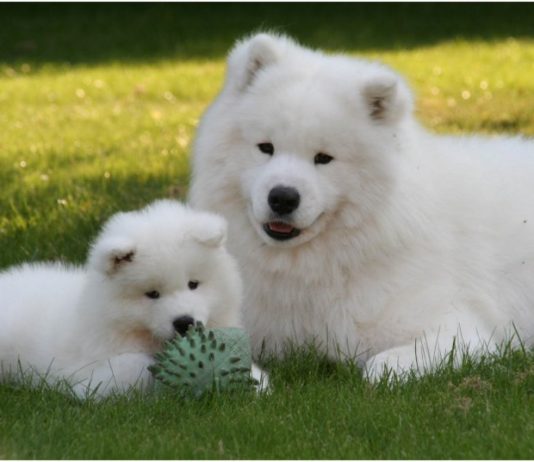 Samoyed