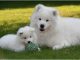 Samoyed