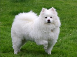 American Eskimo Dog