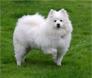American Eskimo Dog - Breeders, Facts, Puppies, Temperament