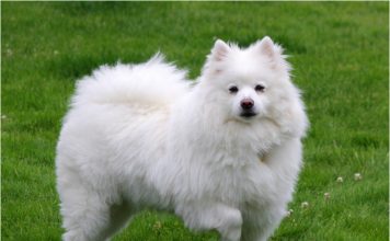 American Eskimo Dog