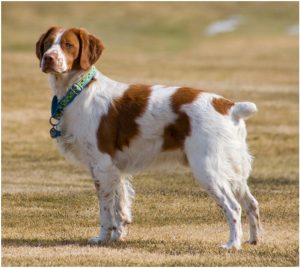 French Brittany