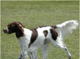 French Spaniel