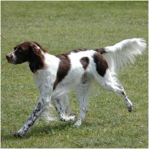 French Spaniel
