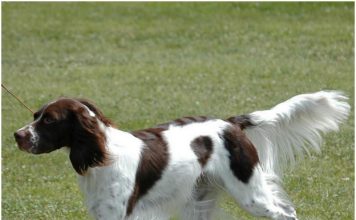 French Spaniel