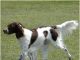 French Spaniel French Spaniel