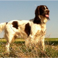 French Spaniel - Breeders, Facts, Pictures, Puppies, Rescue ...