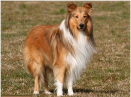 Rough Collie