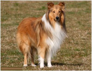 Rough Collie