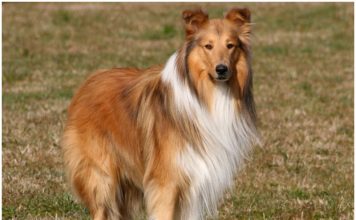 Rough Collie