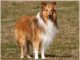 Rough Collie