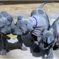 Thai Ridgeback - Facts, Pictures, Puppies, Rescue, Temperament