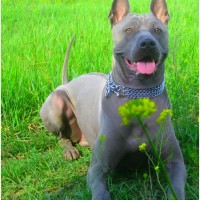 Thai Ridgeback - Facts, Pictures, Puppies, Rescue, Temperament