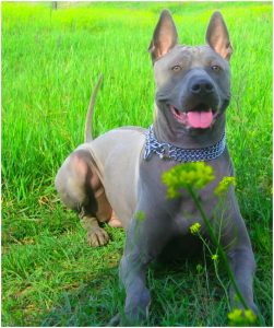Thai Ridgeback