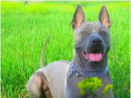 Thai Ridgeback