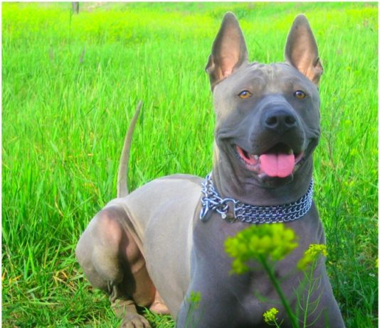 Thai Ridgeback