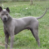 Thai Ridgeback - Facts, Pictures, Puppies, Rescue, Temperament
