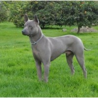Thai Ridgeback - Facts, Pictures, Puppies, Rescue, Temperament