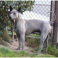 Thai Ridgeback - Facts, Pictures, Puppies, Rescue, Temperament