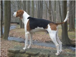 Treeing Walker Coonhound