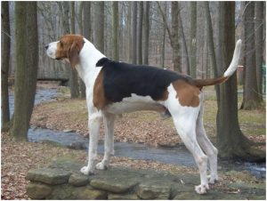 Treeing Walker Coonhound