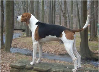 Treeing Walker Coonhound