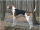 Treeing Walker Coonhound Treeing Walker Coonhound
