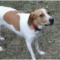 Treeing Walker Coonhound - Facts, Pictures, Puppies, Rescue ...