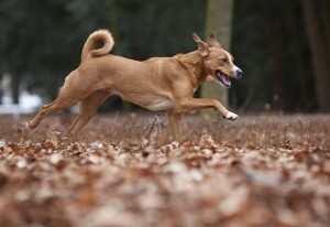 Austrian Pinscher