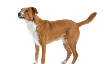 Austrian Pinscher Austrian Pinscher