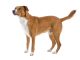 Austrian Pinscher