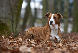 Austrian Pinscher