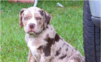 Catahoula Bulldog Catahoula Bulldog