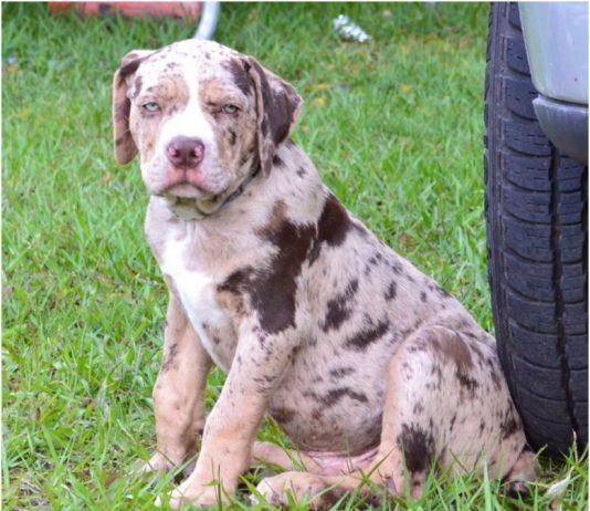 Catahoula Bulldog